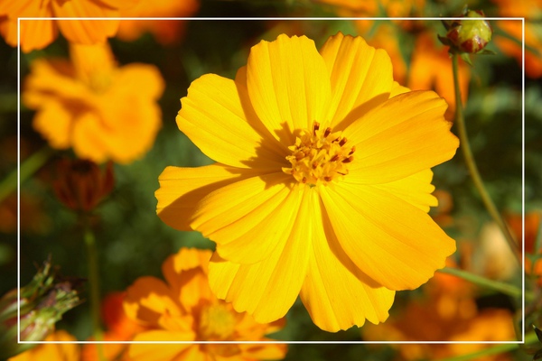 1125-新社花海 54.jpg