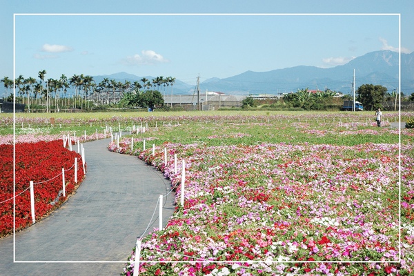 1125-新社花海 68.jpg