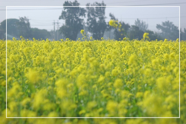 2010 油菜花 (31).jpg