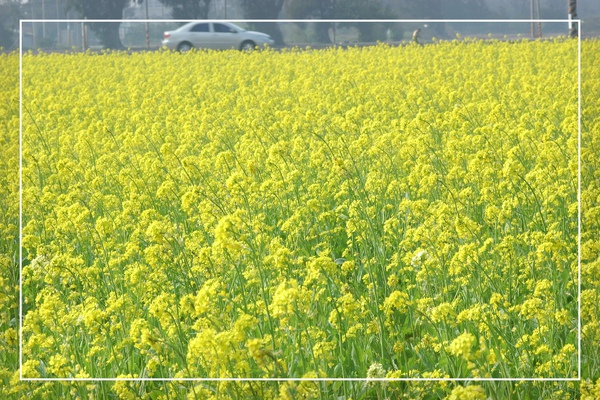 2010 油菜花 (38).jpg