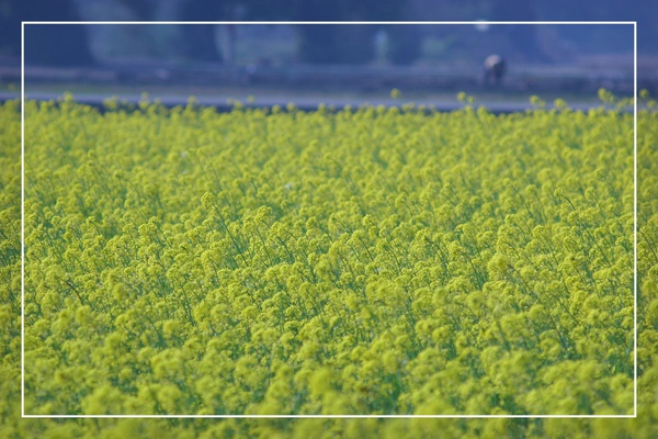 2010 油菜花 (50).jpg