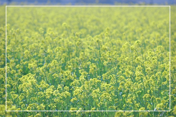 2010 油菜花 (58).jpg