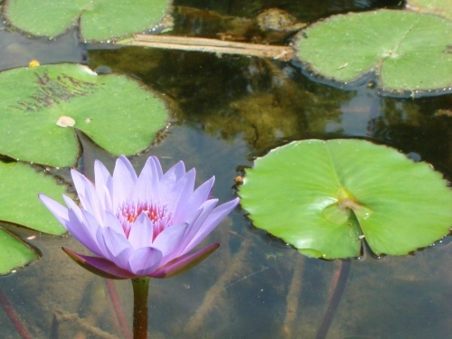 佳德谷植物園區的蓮花 佳德谷植物園區的蓮花