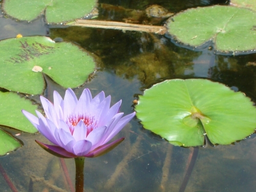 佳德谷植物園區的蓮花