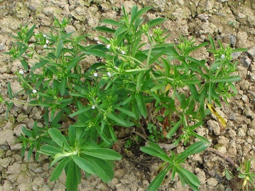 我不認識的香草類植物