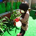 Plants--幫植物澆水 9