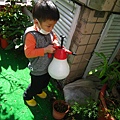 Plants--幫植物澆水 7