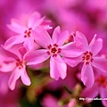 [wall001.com]_pink-flower-wallpaper_163034.jpg