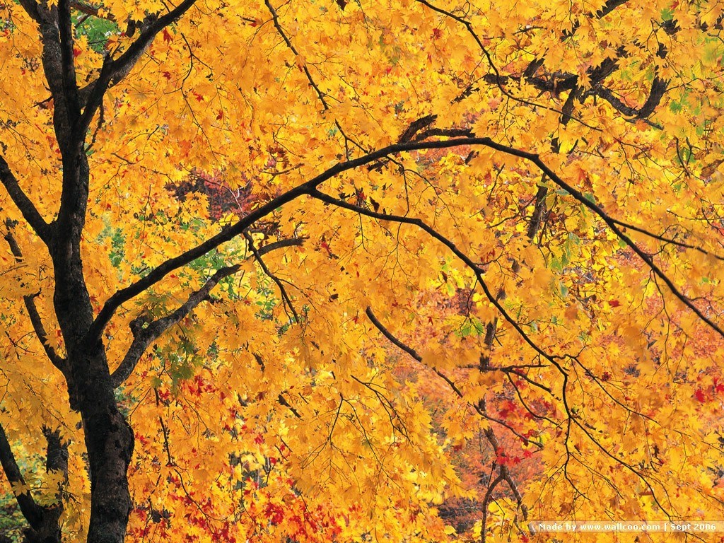 0autumn_wallpapers_EA54095