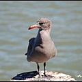 Sea Gull 