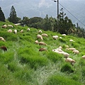滿山的羊.jpg