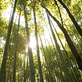 嵯峨嵐山的綠竹幽林