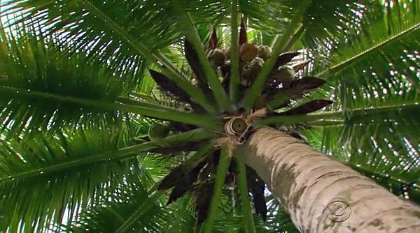 Survivor.S32E02.HDTV.x264-WRCR.mp4_20160225_154427.718.jpg Survivor.S32E02.HDTV.x264-WRCR.mp4_20160225_154427.718.jpg