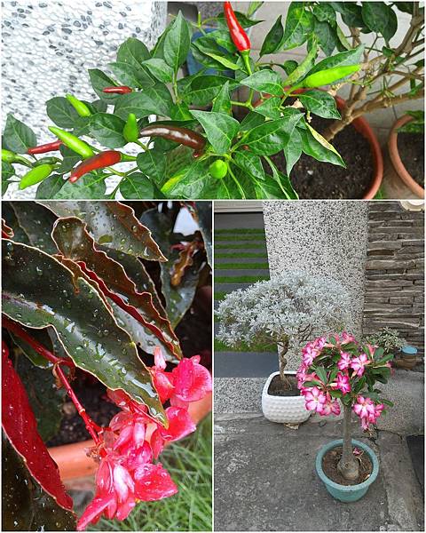 花3 花3