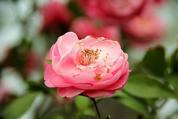 茶花 茶花