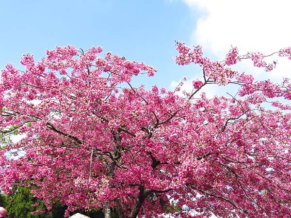 IMG_7482 IMG_7482