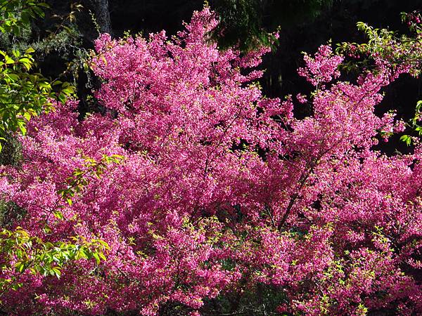 IMG_7687 IMG_7687