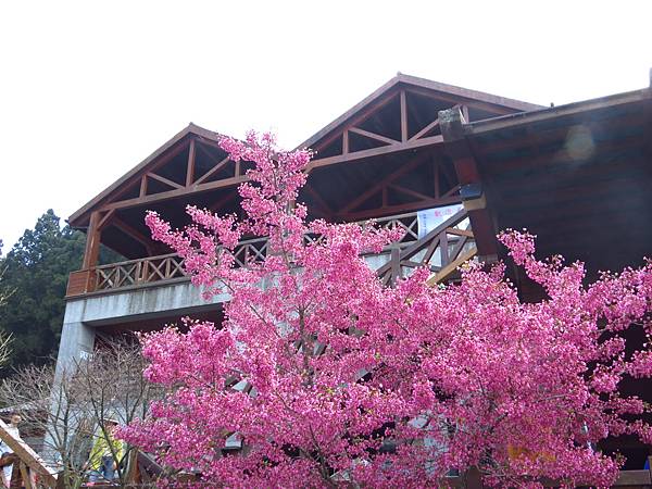 阿里山賞櫻 阿里山賞櫻