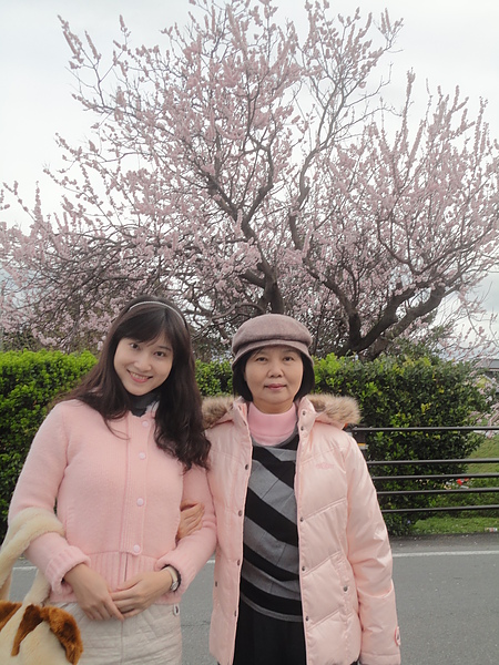 今天的第一個景點是萩城遺跡，一下遊覽車就看到這株盛開的櫻花樹，大家當然是搶著和它合照