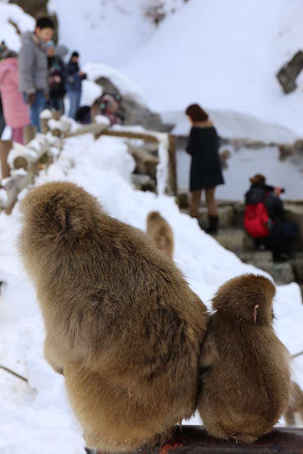 日本旅遊 療癒百分百的雪猿泡湯秀 甲信越長野縣地獄谷野猿公苑 哈日半調子 痞客邦