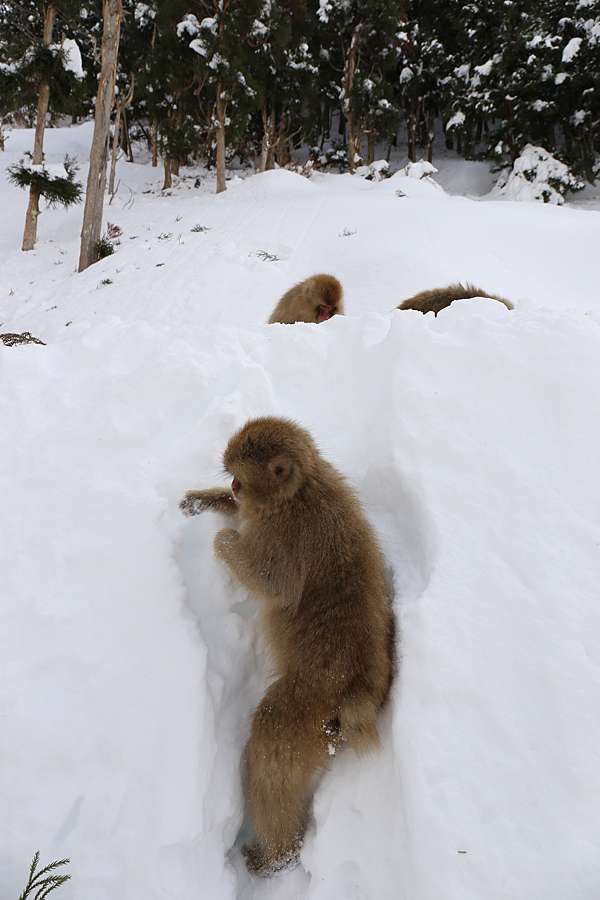日本旅遊 療癒百分百的雪猿泡湯秀 甲信越長野縣地獄谷野猿公苑 哈日半調子 痞客邦