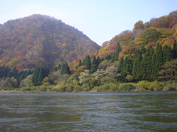 最上川四季景色分明，春季賞櫻、夏季避暑、秋季楓紅、冬季雪白，各有迷人風情