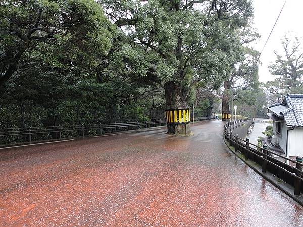 這是入選為日本珍奇百景的景觀，大樹都橫亙在路面中央