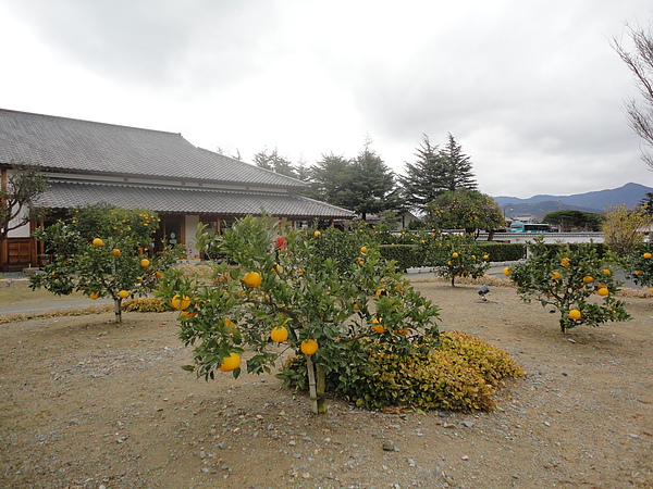 萩博物館內到處可見橘子樹