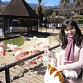 雖然河馬是山地獄動物園的明星動物，不過最吸引我的是這些漂亮的紅鶴