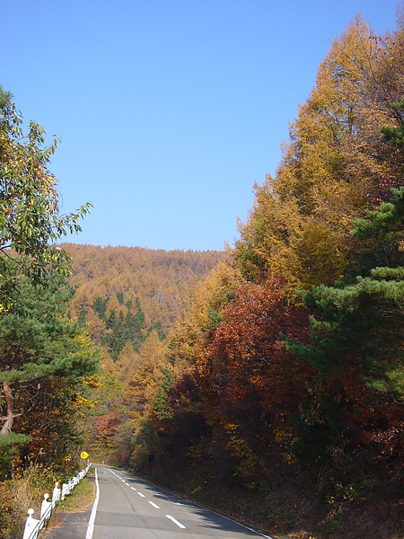 「磐梯山ゴ一ルドライン」的醉人紅葉