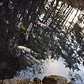 沼澤裡有許多超大條錦鯉