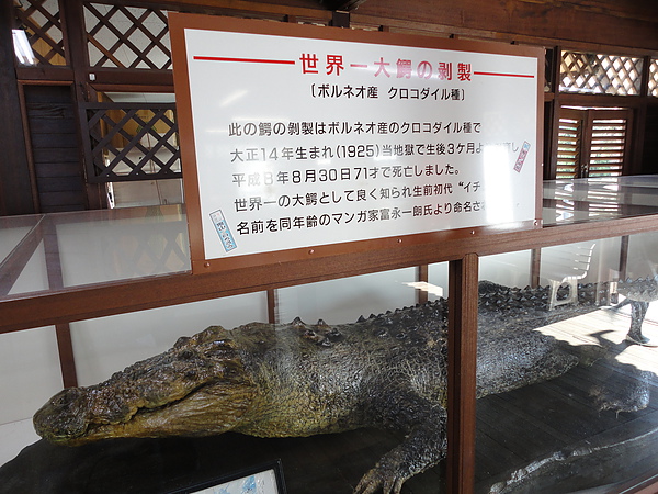 世界上最長壽鱷魚的剝皮標本，牠活了71歲呢