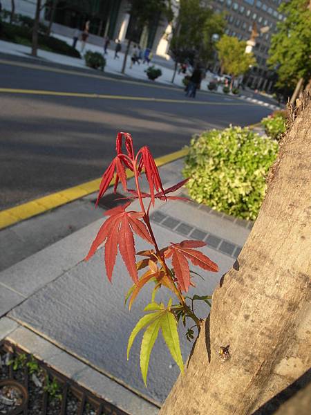 楓. 紅