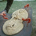 巨大螞蟻