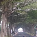 綠色隧道(終).jpg