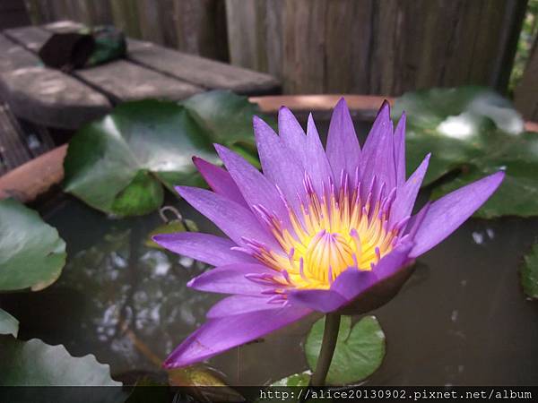 DSCF6126 DSCF6126