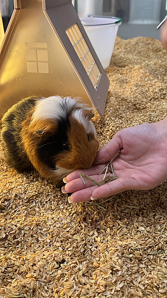 【宜蘭景點】礁溪網美必朝聖新景點|近距離餵食可愛動物|荒野沙