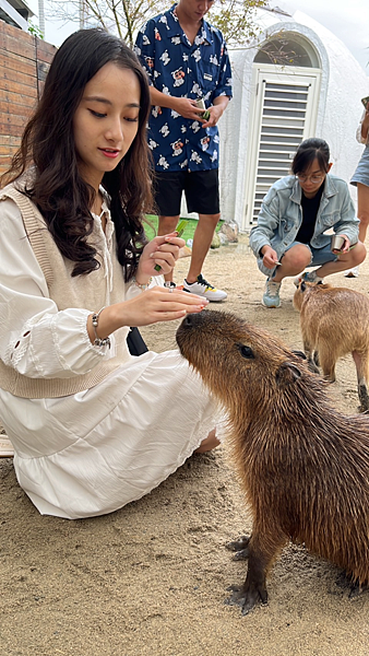 【宜蘭景點】礁溪網美必朝聖新景點|近距離餵食可愛動物|荒野沙