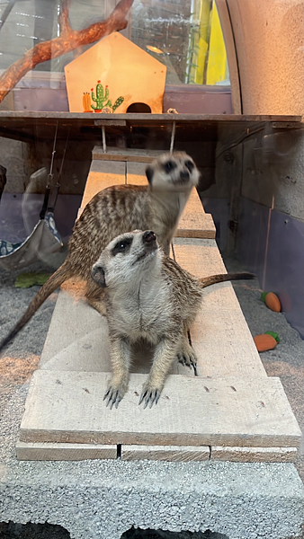 【宜蘭景點】礁溪網美必朝聖新景點|近距離餵食可愛動物|荒野沙