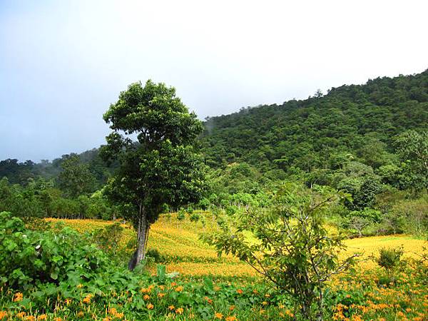 花蓮赤柯山