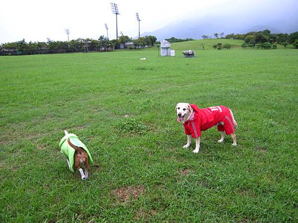 雨天德興運動場(3)