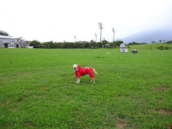 雨天德興運動場