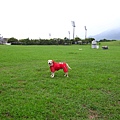 雨天德興運動場