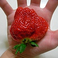 超大顆草莓