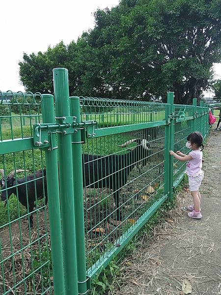 【雙北遊】騎Youbike遊新北 從江子翠河濱公園騎到三重幸福水漾公園+羊咩咩的家餵羊