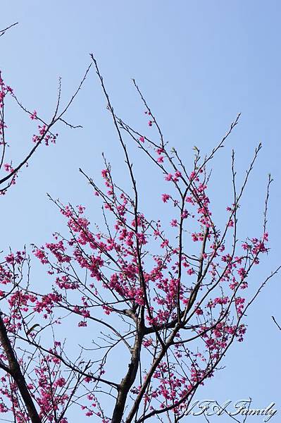 風尾步道 006.JPG