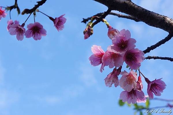 風尾步道 009.JPG