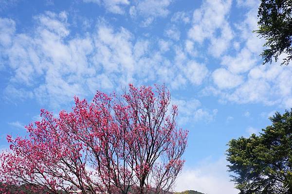 風尾步道 019.JPG