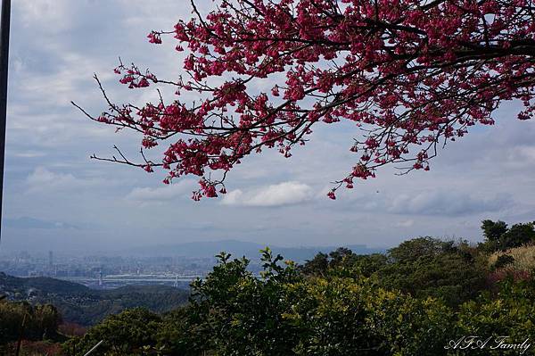 風尾步道 022.JPG