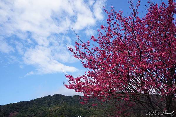 風尾步道 023.JPG